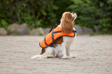 Model pup. Spaniel dressed in an orange life vest sits on a stone path with a lush green park in...