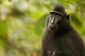 The Celebes crested macaque (Macaca nigra), also known as the crested black macaque, Sulawesi crested macaque, or the black ape, is an Old World monkey that lives in the tropical regions of north Sula