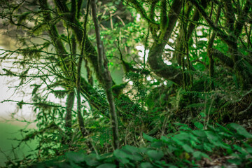Guam gorge into wild nature
