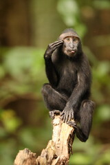 The Celebes crested macaque (Macaca nigra), also known as the crested black macaque, Sulawesi crested macaque, or the black ape, is an Old World monkey that lives in the tropical regions of north Sula
