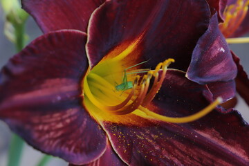 Landscape design. Red daylily of burgundy color. Grasshopper sits on a flower burgundy daylily,...