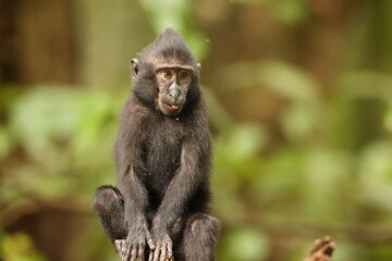 The Celebes crested macaque (Macaca nigra), also known as the crested black macaque, Sulawesi crested macaque, or the black ape, is an Old World monkey that lives in the tropical regions of north Sula
