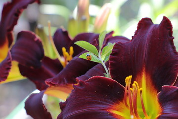 Landscape design. Red daylily of burgundy color. Grasshopper sits on a flower burgundy daylily,...