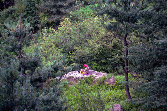 A woman using a mobile phone in the forest. A Himachali woman is busy in the interior forest of Parvati valley, Kasol, Himachal Pradesh, India.
