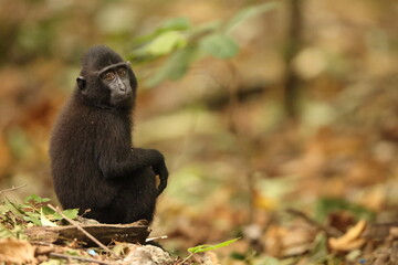 The Celebes crested macaque (Macaca nigra), also known as the crested black macaque, Sulawesi crested macaque, or the black ape, is an Old World monkey that lives in the tropical regions of north Sula