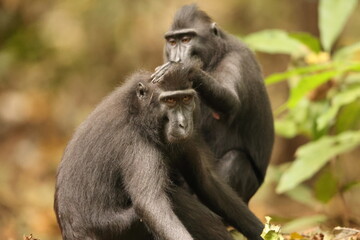 The Celebes crested macaque (Macaca nigra), also known as the crested black macaque, Sulawesi...
