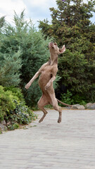 An energetic Weimaraner dog leaps joyfully on a paved path surrounded by lush greenery. Concept of...