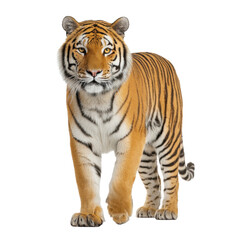 Fototapeta premium Majestic tiger standing confidently in a natural habitat showcasing its striking orange and black striped fur and fierce expression Transparent background or png