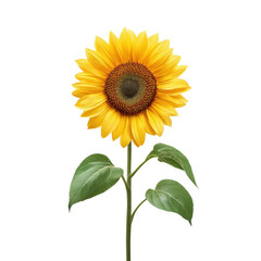 Obraz premium Bright and Vibrant Sunflower with Textured Petals Against White Background Transparent background or png