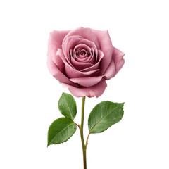 Obraz premium Elegant Pink Rose with Soft Petals and Rich Green Leaves Isolated on White Background Transparent background or png