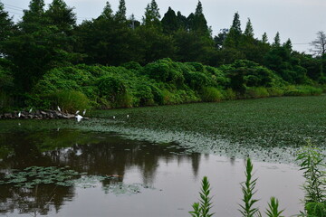 あがの池公園（新潟県）