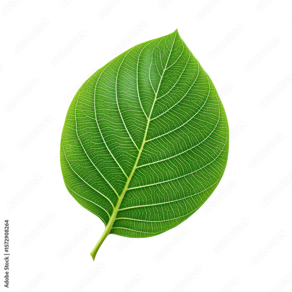 Poster close-up view of a fresh green leaf with visible veins and texture on a transparent background trans
