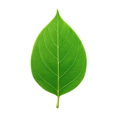 Vibrant Green Leaf with Intricate Veins and Natural Texture Isolated on a White Background for Nature Themes Transparent background or png