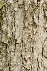 Tree bark close-up. Background photo.