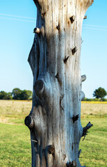 Branchless upright log