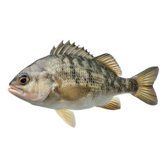 Fototapeta premium Freshwater fish with striped body and detailed scales, showcasing vibrant colors, isolated on a clean white background Transparent background or png