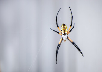 Yellow garden spider detail