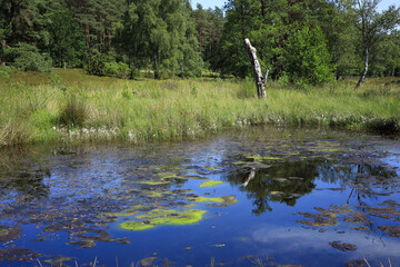 The wild and romantic Büsenbach in the Lüneburg Heath, Lower Saxony, Germany