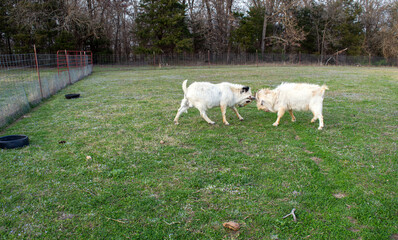 Head to head goat combat