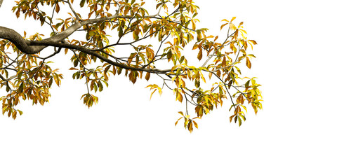 Close up autumn leaves on white background