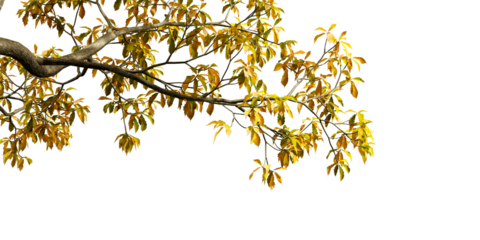 Close up autumn leaves on white background