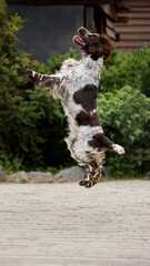 High spirit. Lively spaniel dog is bouncing around joyfully outside on a wooden deck. Concept of...