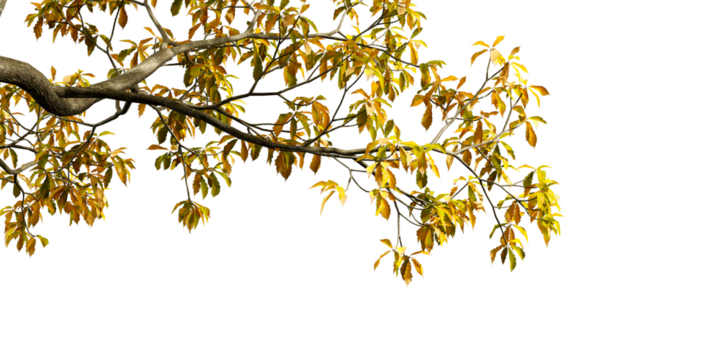 Close up autumn leaves on white background