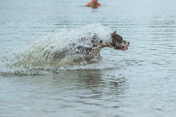 Fototapeta premium A beautiful purebred American Staffordshire Terrier plays in the water.