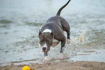 A beautiful purebred American Staffordshire Terrier plays in the water.