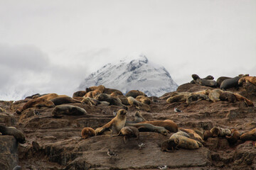 Wildlife in Ushuaia: sea lions and a Magellanic penguin enjoying the landscape, with snowy peaks in...