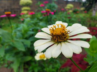 Close-Up of White Zinnia Flowers in Full Bloom with Green Foliage Background