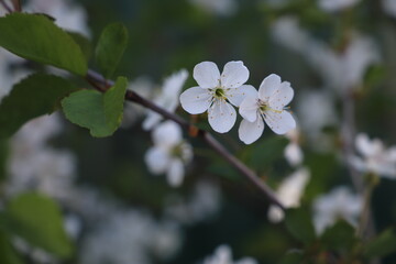 branch of blossoming cherry white flowers in the garden on a green background. Cherry blossoms. Cherry in blossom.