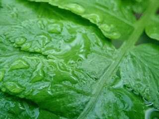 A fresh green leaf covered with water droplets, capturing the essence of nature after a rainfall