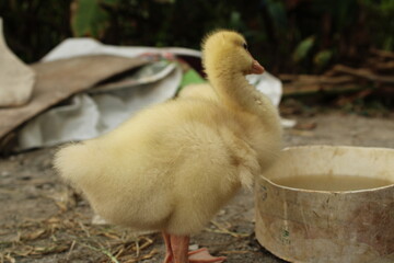 Adorable yellow duckling drinking from a round container on rough concrete ground, captured in a candid rural farm setting
