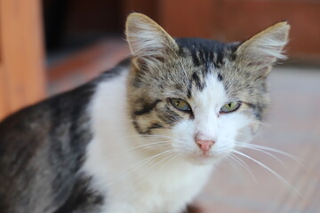 Obraz premium Side view of a pensive black and white stray cat sitting on the porch of a house.