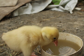 Adorable yellow duckling drinking from a round container on rough concrete ground, captured in a candid rural farm setting