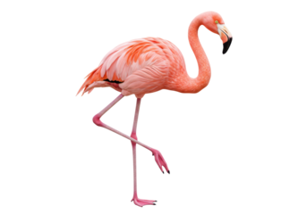 Isolated Flamingo Standing on One Leg Isolated Bird