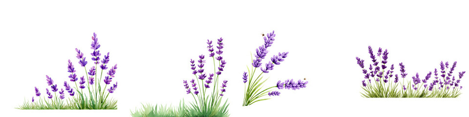 Lavender Flower Clumps: Watercolor Illustration on White