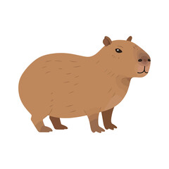 Obraz premium A friendlylooking capybara stands on a white background, showcasing its large size and distinctive features