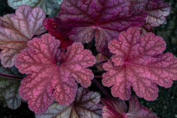 Decorative leaves of heuchera on a garden flowerbed. Gardening, landscape design.