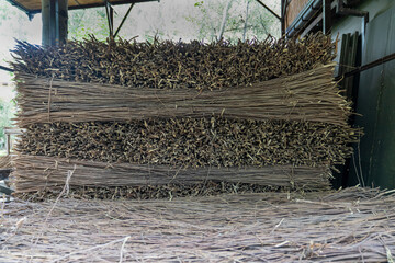 Mulberry branches are ready for traditional paper making in Konigil tourist village, Samarkand, Uzbekistan
