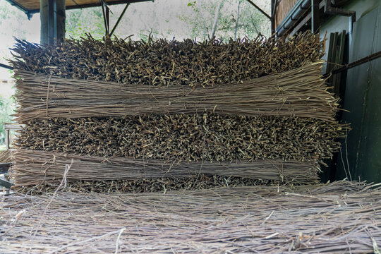 Mulberry branches are ready for traditional paper making in Konigil tourist village, Samarkand, Uzbekistan