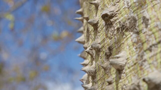 Close-up of spiky bark of ceiba speciosa tree in sunny outdoor setting in torrevieja, spain showcasing its unique thorny texture against a clear blue sky