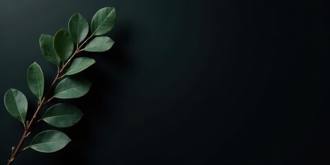 Dark Green Leaves Branch on Black Background, Simple Nature Photography, Minimalist Design Element for Websites, Blogs, and Social Media