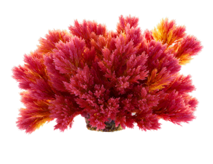 Vibrant red and orange coral branch isolated on transparent background