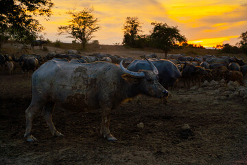 Serene scene of Thai buffaloes at sunset captures essence of rural life.. Thai buffalo life