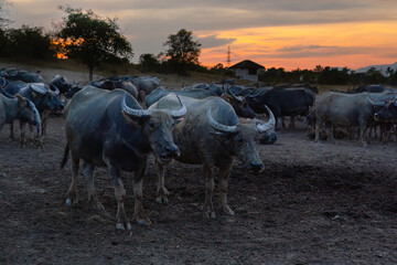 Thai buffaloes gather in serene rural landscape at sunset, embodying essence of traditional life.....