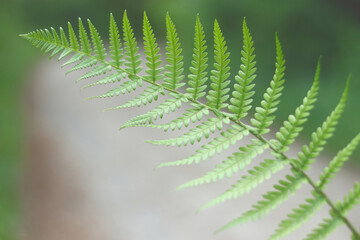 Fern leaf macro with green foliage, botanical texture of natural forest plant.