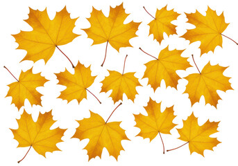 Isolated Abundance of Golden Yellow Maple Leaves Scattered