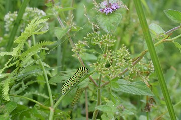 Swallowtail butterfly caterpillars, Norfolk. Papilio Machaon britannicus